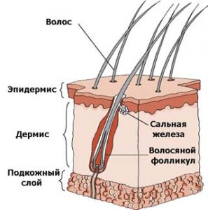 клещ демодекс на коже лица